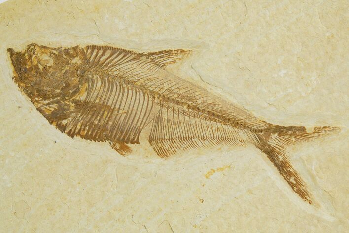 Detailed Fossil Fish (Diplomystus) - Wyoming #320374